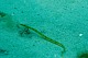 Prerow Coast, Darss, Mecklenburg-Vorpommern, Baltic Sea
A male Boardnosed Pipefish (Syngnathus typhle) is carrying eggs in his swollen brood pouches on the mid-rear ventral side of the body, swimming over sandy ground in shallow waters near Prerow,<br />underwater, underwater photo, dmm, archaeomare, fish, Syngnathidae, parental care, camouflage, national park darss
Coastline - Beach, Sea/Ocean, Fauna - Fish, Island, Biota - Characteristic species, Biota - Marine
Archaeomare e.V. / Thomas Foerster